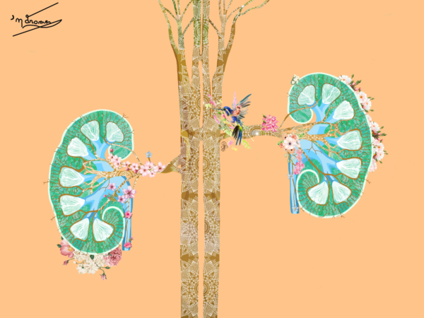 Arbre de vie renale