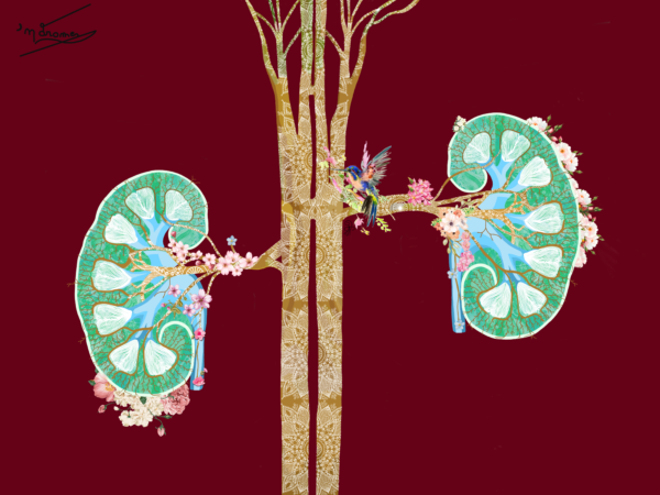 Arbre de vie renale